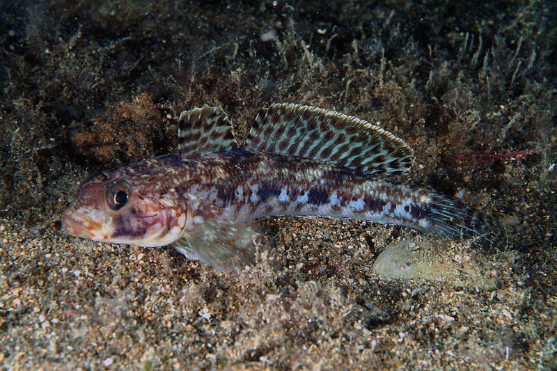 Gobius geniporus